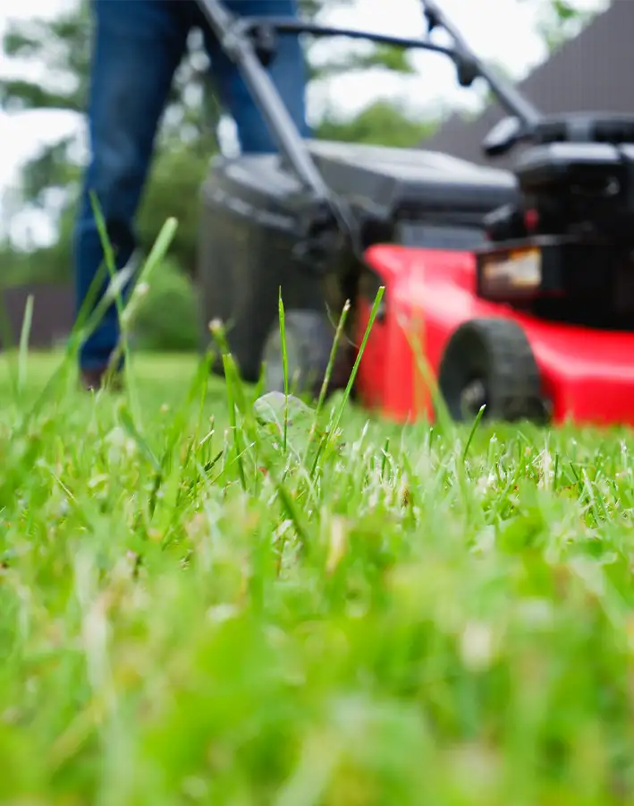 Selective focus on grass with red lawn mower in the background - St. Louis, MO